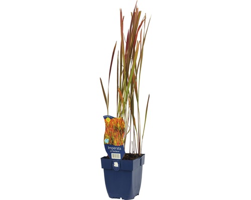 Japanisches FloraSelf Blutgras Imperata cylindrica 'Red Baron' H 5-20 cm Co 0,5 L Japanisches Blutgras Imperata in einem Topf
