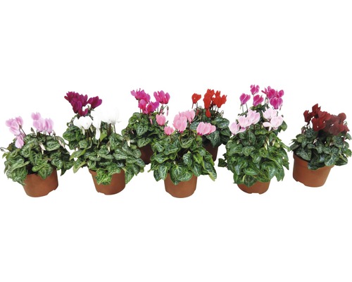 Mini Alpenveilchen FloraSelf Cyclamen persicum 'Partio Micro' Ø 6 cm Topf