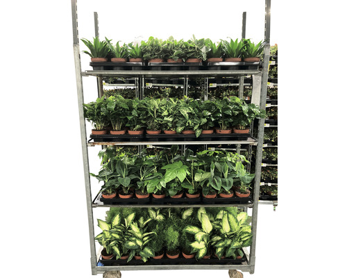 Pflanzenwagen mit verschiedenen Zimmerpflanzen in Töpfen