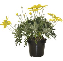 Silberblatt Margerite im Topf