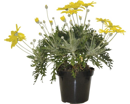 Silberblatt Margerite im Topf