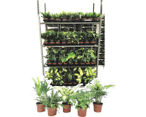 Verschiedene Zimmerpflanzen auf einem Regal