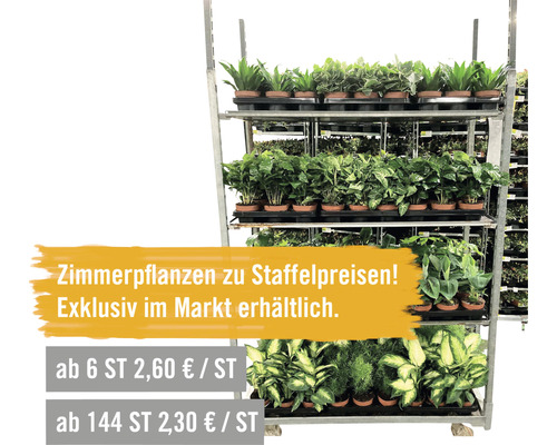 Zimmerpflanzen auf einem Regal mit Mengenrabatten