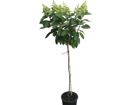Rispenhortensie auf Stamm im Topf