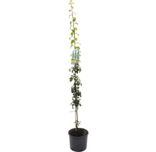 Säulen-Zwetschge FloraSelf Prunus domestica 'Anja' H 130-150 cm Co 10 L Selbstbefruchter-thumb-0