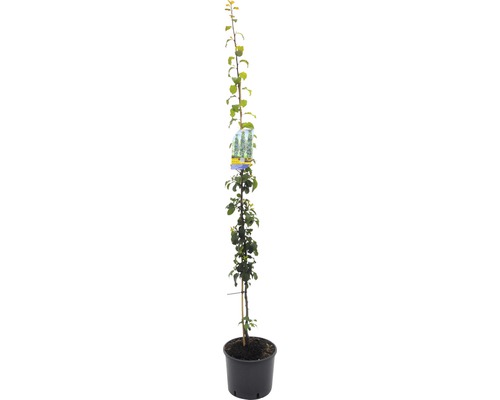 Säulen-Zwetschge FloraSelf Prunus domestica 'Anja' H 130-150 cm Co 10 L Selbstbefruchter