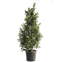 Stechpalme FloraSelf Ilex mutchagara 'Nellie R.Stevens' H 175-200 cm Co 55 L