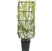 Im Topf wachsender Liguster auf Rankgitter