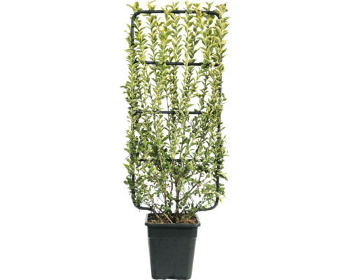 Im Topf wachsender Liguster auf Rankgitter