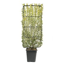 Sichtschutzhecke Gold-Liguster Spalier FloraSelf Ligustrum ovalifolium 'Aureum' H 100-110 cm B 50 cm Co 18 L