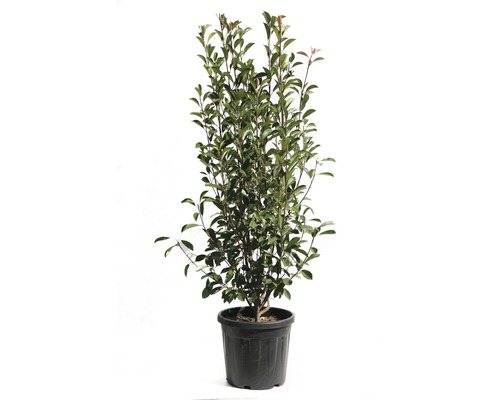 Photinia im Topf