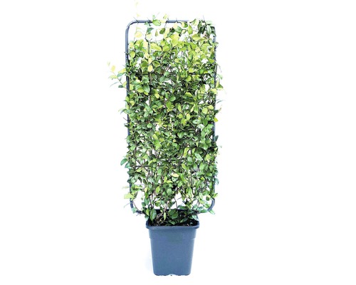 Sternjasmin Spalier FloraSelf Trachelospermum jasminoides H 100-110 cm B 50 cm Co 18 L