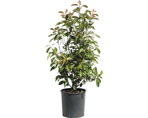 Glanzmispel FloraSelf Photinia fraseri 'Red Robin' H 80-100 cm Co 10 L