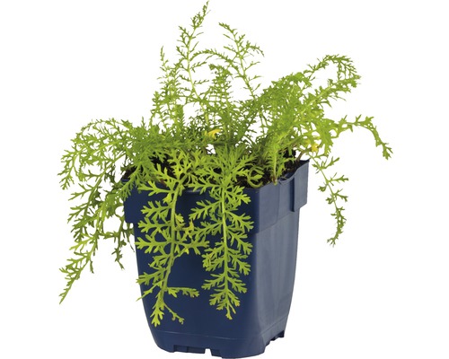 Goldmohn in einem blauen Topf