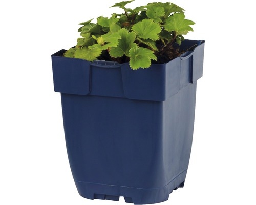 Erdbeerpflanze in einem Blumentopf