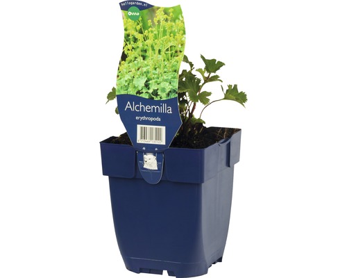 Kleiner Frauenmantel FloraSelf Alchemilla erythropoda H 5-30 cm Co 0,5 L