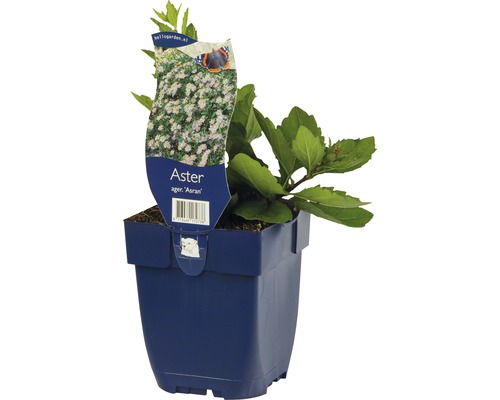 Aster Ager Asran im Topf