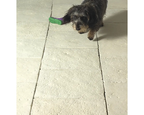 Dackel mit Hundeschuh auf Steinplattenboden