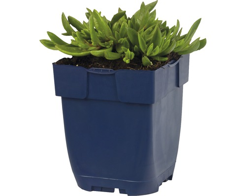 Mittagsblumengewächs in einem Pflanzgefäß