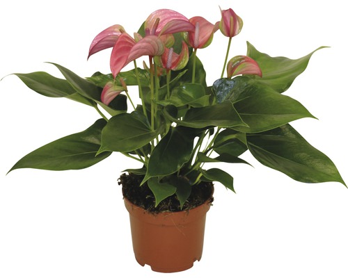 Flamingoblume/ Anthurie rosa FloraSelf Anthurium andreanum H 30-35 cm Ø 12 cm Topf Anthurie im Topf mit rosa Blüte