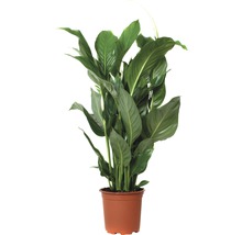 Einblatt FloraSelf Spathiphyllum wallisii 'Sweet Silvio' H 70-80 cm Ø 17 cm Topf-thumb-0