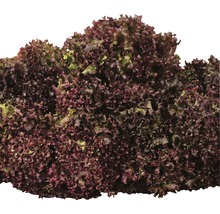 Kopf Salat Lollo Rosso