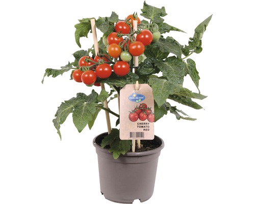 Cherrytomate, Snack-Tomaten Pick&Joy Ø 12 cm Topf