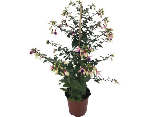Fuchsie FloraSelf Fuchsia-Cultivars Ø 17 cm Topf