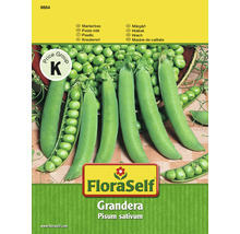 Markerbse 'Grandera' FloraSelf samenfestes Saatgut Gemüsesamen