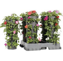 Wandhänger Wanderella mit Beetplanzen Höhe ca. 45-50 cm Ø 14 cm Topf