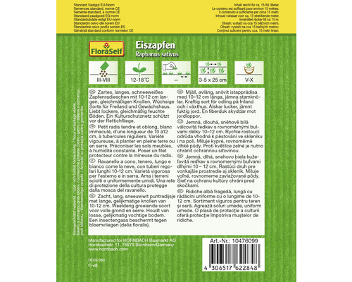 Eiszapfen Saatgut der Raphanus sativus Pflanze