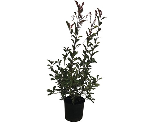 Photinia im Topf