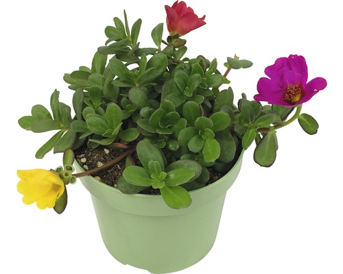 Portulakröschen in einem Topf