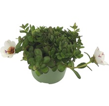 Portulakröschen in einem Topf