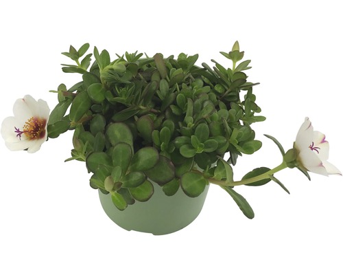 Portulakröschen in einem Topf