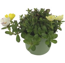 Portulakröschen im Topf mit grünen Blättern und gelben und weißen Blüten
