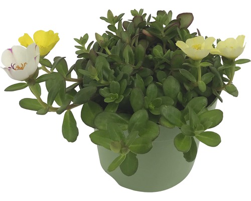 Portulakröschen im Topf mit grünen Blättern und gelben und weißen Blüten