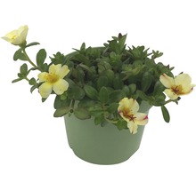 Portulakröschen im Topf