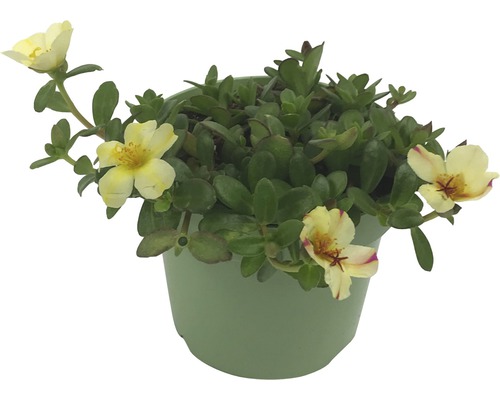 Portulakröschen im Topf