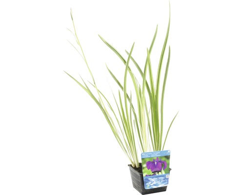 Japanische Sumpf-Schwertlilie im Topf