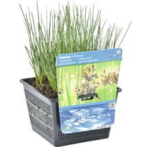 Blaugrune Binse FloraSelf Juncus inflexus H 10-50 cm Co 3 L