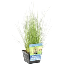 Blaugrune Binse FloraSelf Juncus inflexus H 10-50 cm Co 3 L