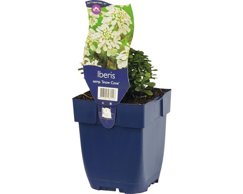 Immergrüner Blütenschirm ''Snow Cone'' im Topf