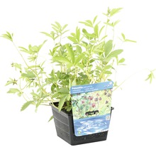 Blutauge im Topf, eine Wasserpflanze für den Gartenteich