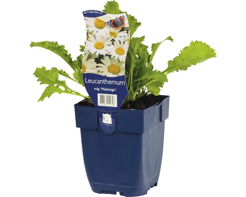 Gänseblümchen im Topf