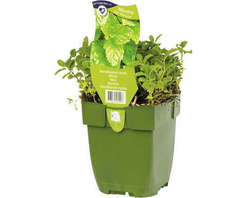 Marokkanische Minze im Topf