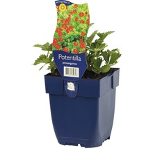Blutrotes Fingerkraut im blauen Topf