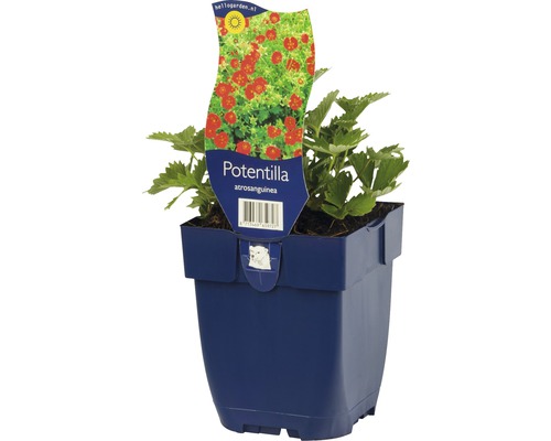 Blutrotes Fingerkraut im blauen Topf