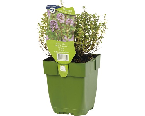 Weißbunten Gewürzthymian FloraSelf Thymus vulgaris 'Silver Posie' H 5-20 cm Co 0,5 L Thymiankraut im Topf