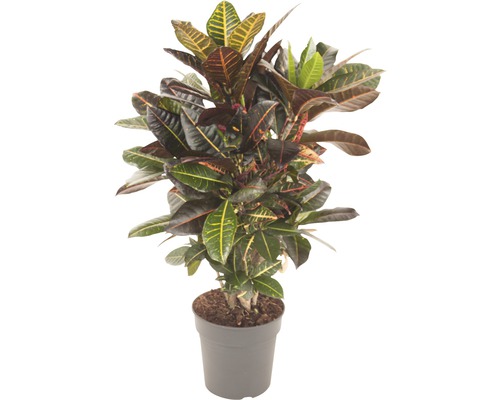 Wunderstrauch, Croton FloraSelf Codiaeum variegatum 'Petra' H 70-80 cm Ø 24 cm Topf